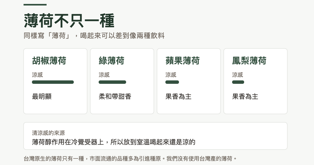 四種常見薄荷的涼感對照：胡椒薄荷涼感最明顯，綠薄荷柔和帶甜香，蘋果薄荷與鳳梨薄荷以果香為主、涼感較淡；並說明清涼感來自薄荷醇作用在冷覺受器上，所以放到室溫喝起來還是涼的