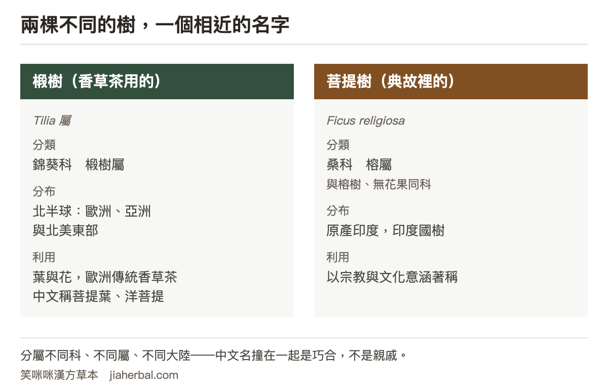 椴樹與菩提樹對照表：椴樹學名為 Tilia 屬，屬錦葵科椴樹屬，分布於北半球包含歐洲、亞洲與北美東部，利用部位為葉與花，是歐洲常見的香草茶原料，中文常被稱為菩提葉或洋菩提；菩提樹學名 Ficus religiosa，屬桑科榕屬，與榕樹及無花果同科，原產印度並為印度國樹，以宗教與文化意涵著稱。表格下方說明兩者分屬不同科屬、不同大陸，中文名相近是名稱的巧合