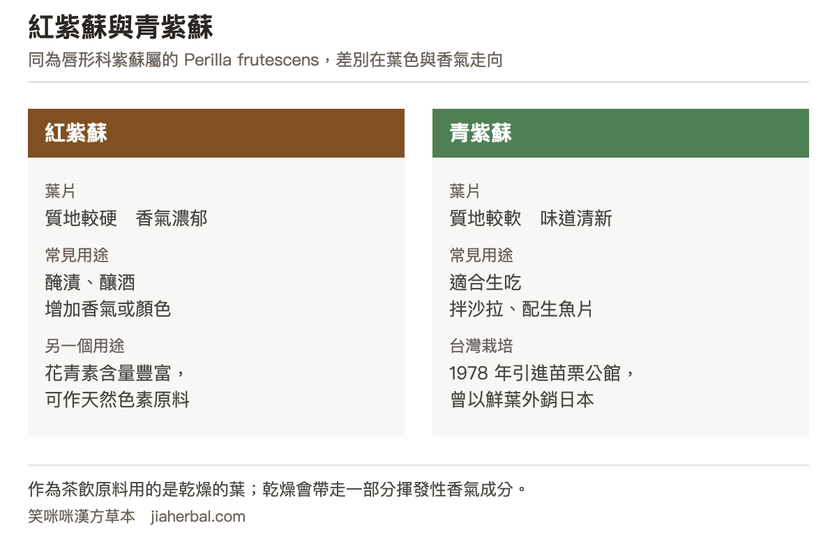 紅紫蘇與青紫蘇對照表:紅紫蘇葉片質地較硬、香氣濃郁,常用於醃漬與釀酒,作為增加香氣或顏色的材料,紅色品種花青素含量豐富可作為天然色素原料;青紫蘇葉片質地較軟、味道清新,適合生吃,常用於拌沙拉或搭配生魚片。表格下方說明兩者同為唇形科紫蘇屬的 Perilla frutescens,差別在葉色與香氣走向,用途也因此分開