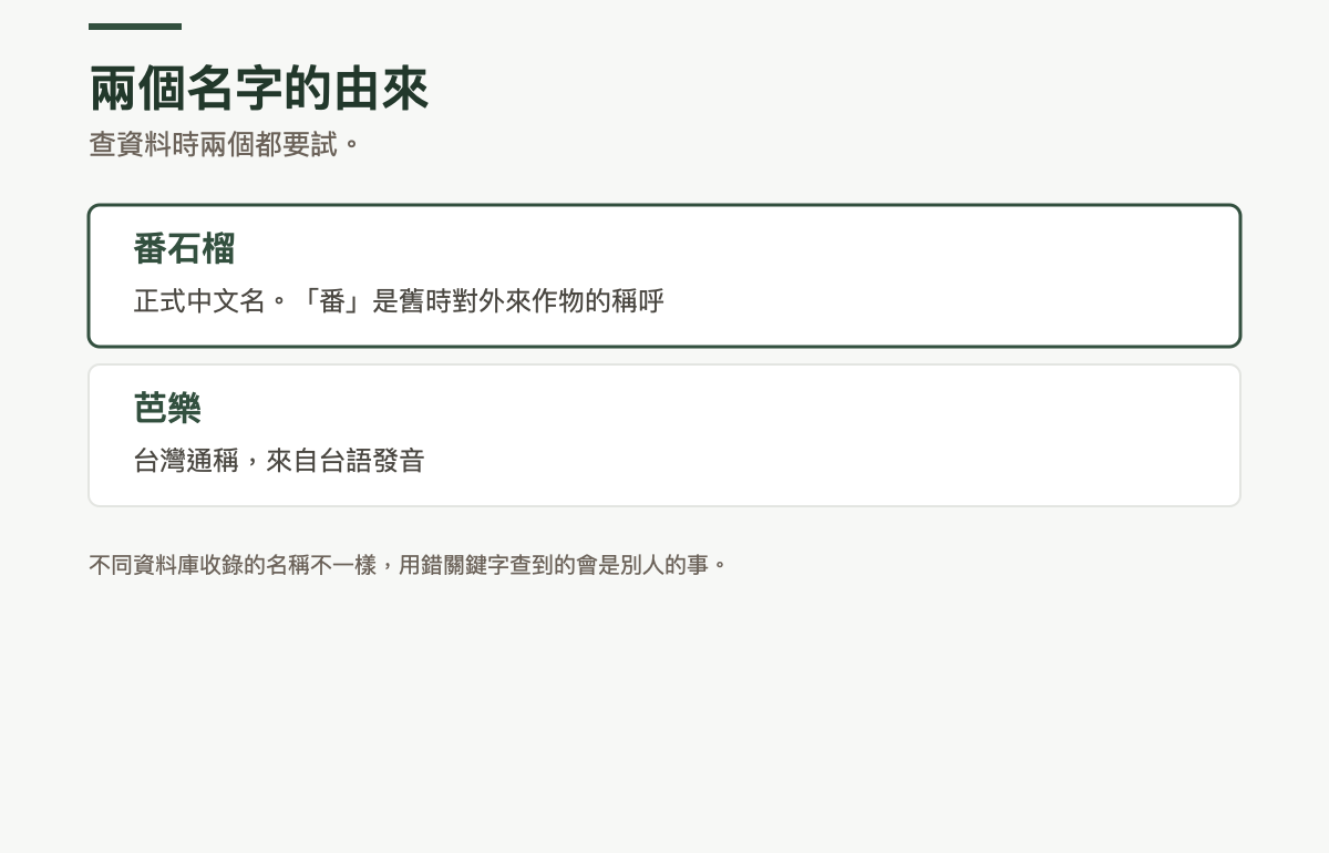 兩個名字的由來：番石榴是正式中文名，番是舊時對外來作物的稱呼；芭樂是台灣通稱，來自台語發音
