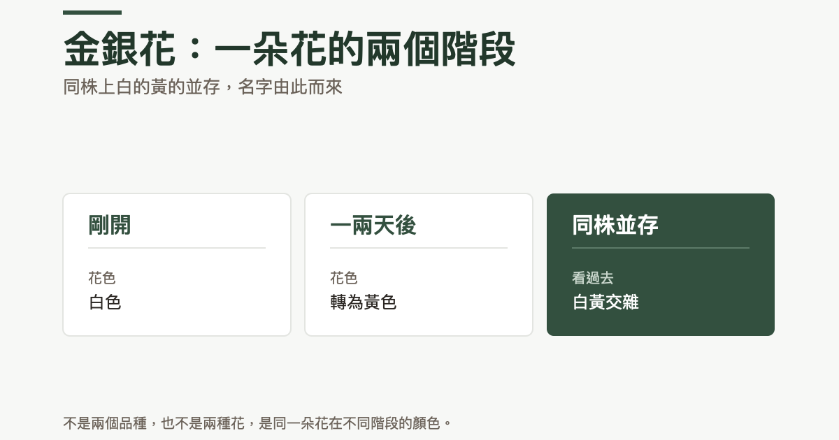 金銀花顏色變化的對照:花剛開時是白色,一兩天後轉為黃色,同株並存時看過去就是白黃交雜;不是兩個品種也不是兩種花,是同一朵花在不同階段的顏色