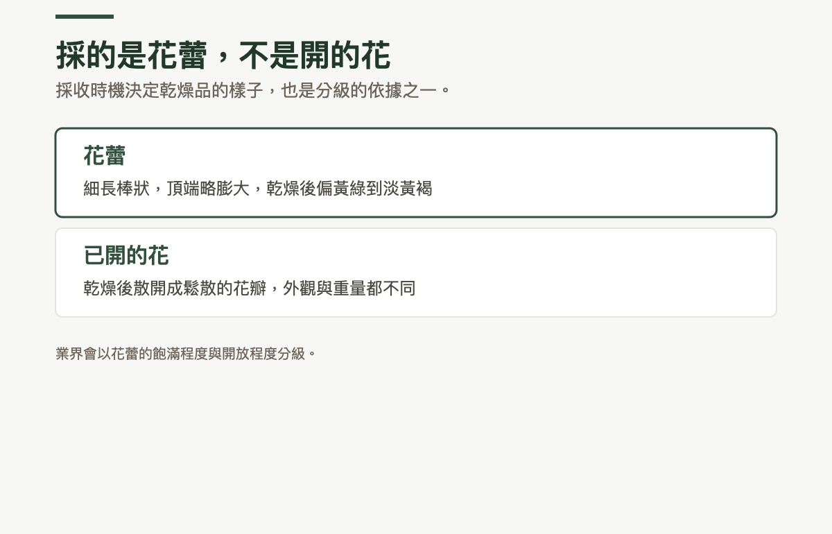 採收時機的對照：花蕾為細長棒狀、頂端略膨大，乾燥後偏黃綠到淡黃褐；已開的花乾燥後散開成鬆散的花瓣，外觀與重量都不同