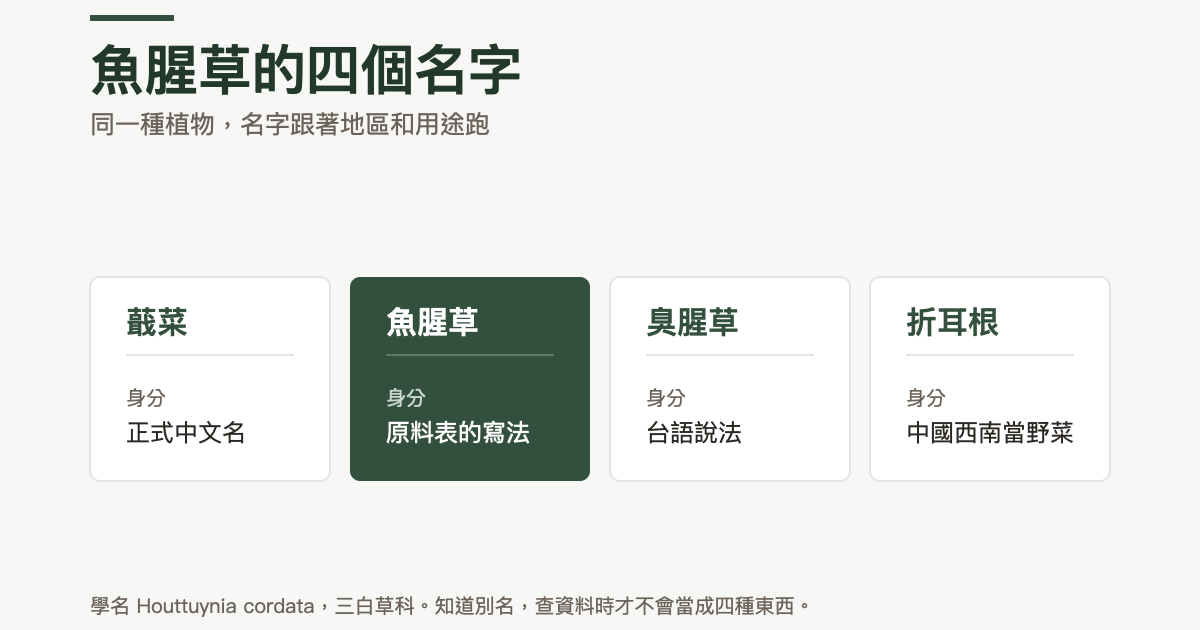 魚腥草四個名字的對照：蕺菜是正式中文名，魚腥草是原料表上的寫法，臭腥草是台語說法，折耳根是中國西南當野菜的叫法；學名 Houttuynia cordata，三白草科