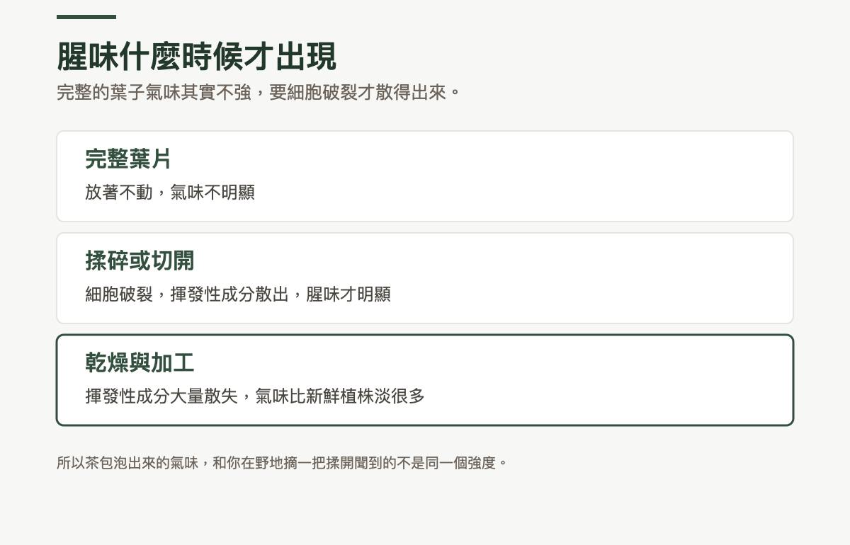 腥味出現時機的對照：完整葉片放著不動時氣味不明顯；揉碎或切開後細胞破裂、揮發性成分散出，腥味才明顯；乾燥與加工會讓揮發性成分大量散失，氣味比新鮮植株淡很多