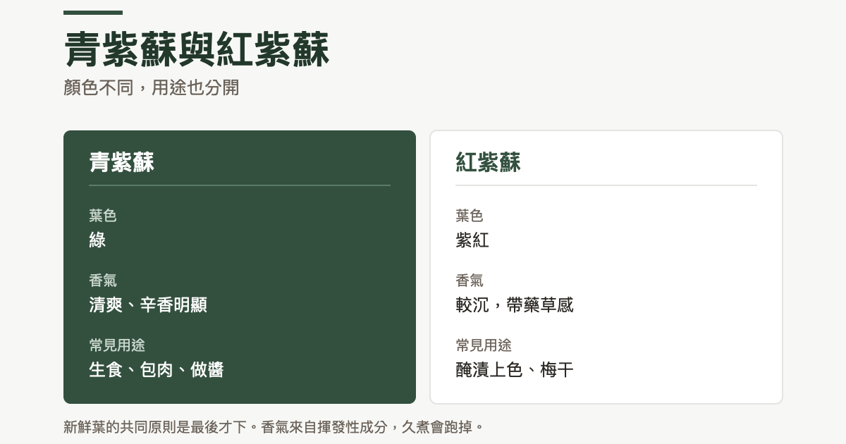 兩欄對照：青紫蘇葉色為綠，香氣清爽辛香明顯，常用於生食、包肉與做醬；紅紫蘇葉色為紫紅，香氣較沉帶藥草感，常用於醃漬上色與梅干